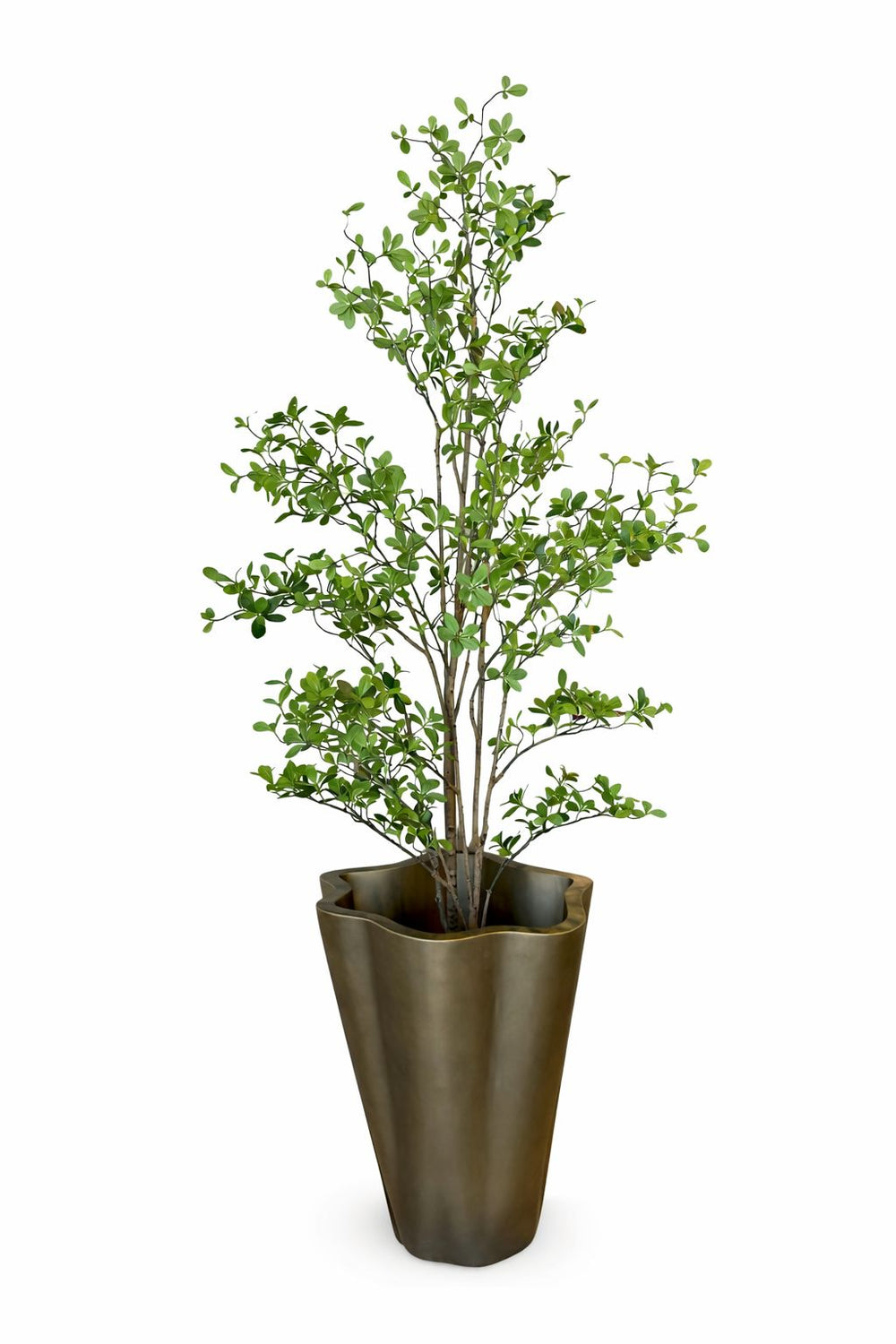 Indoor Foliage Tree