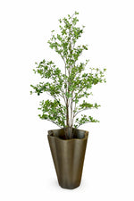 Indoor Foliage Tree