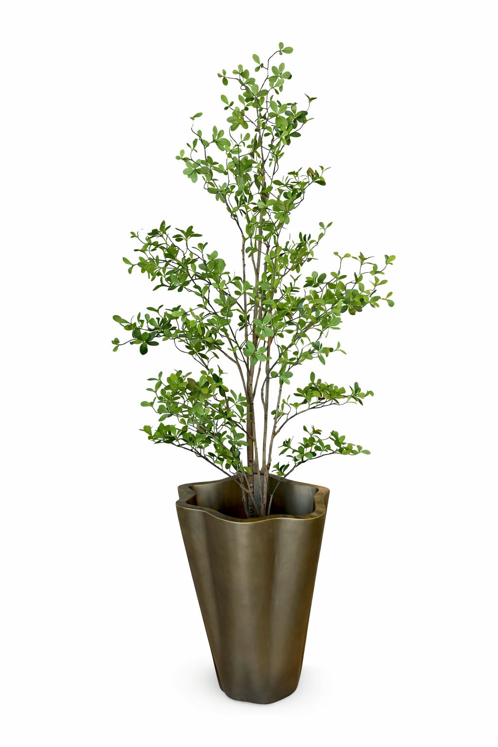 Indoor Foliage Tree