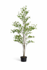 Indoor Foliage Tree
