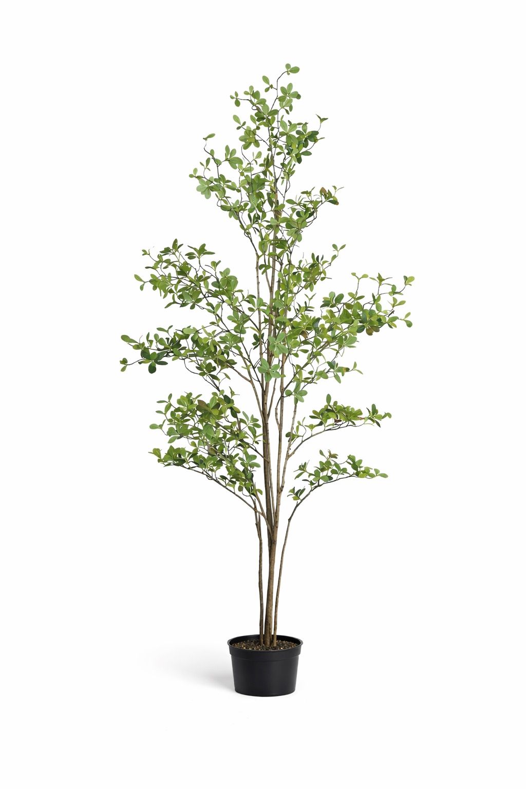 Indoor Foliage Tree