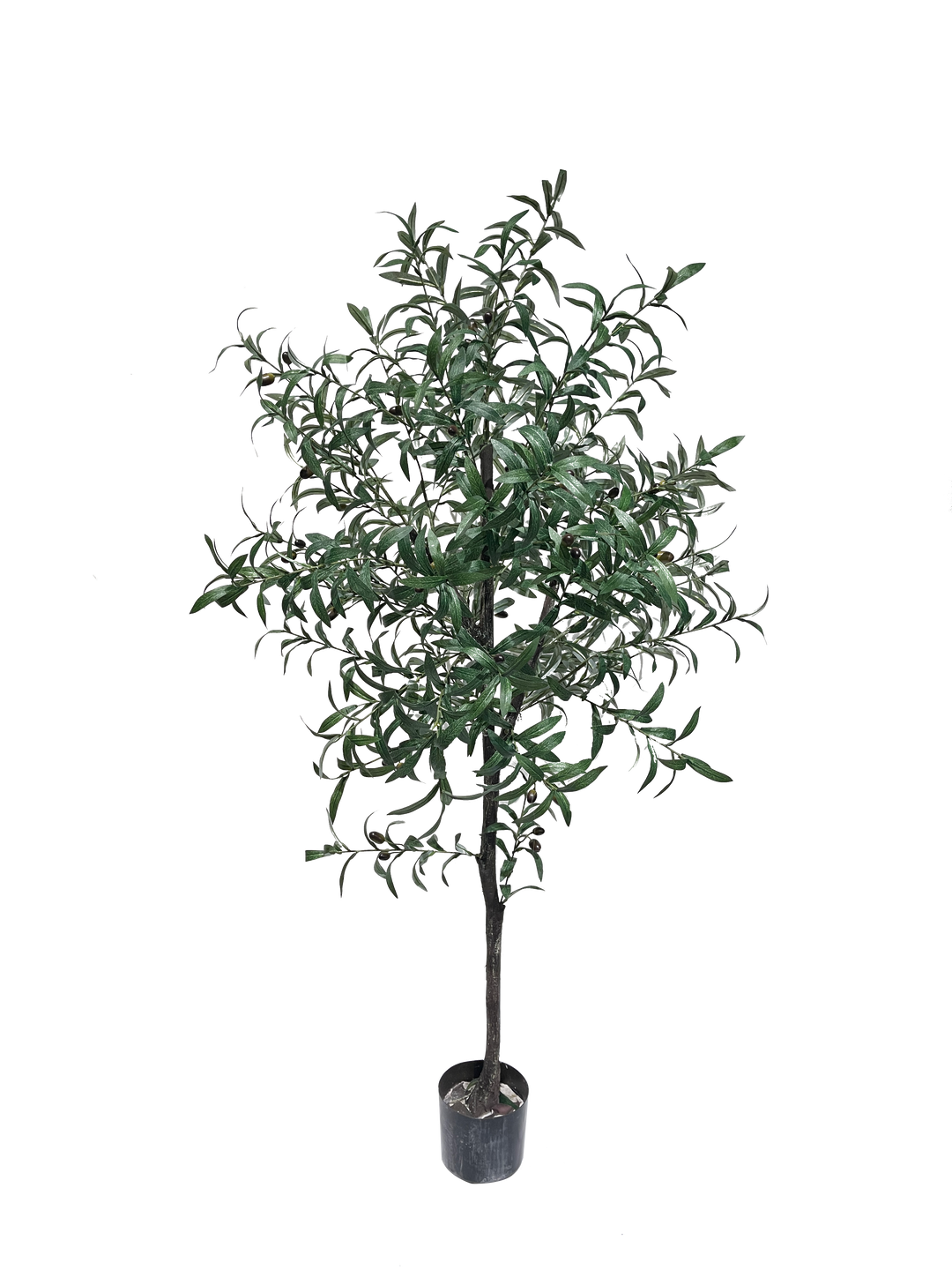 A potted olive plant with green leaves.