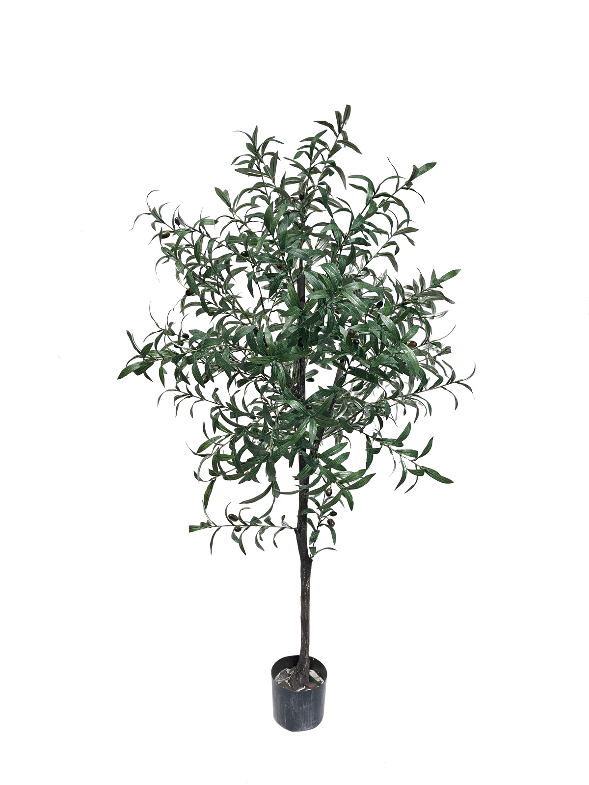 A potted olive plant with green leaves.