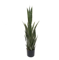 Everett Snake Plant