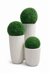 Three spherical topiary plants in white pots on a white background